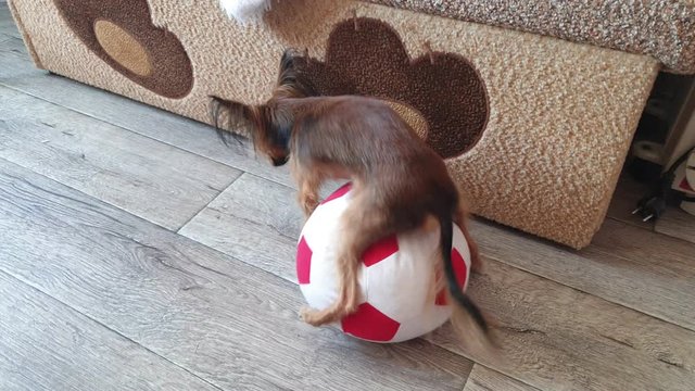 Dog makes funny sex with a toy. A toy is a soccer ball. Legs hang joyfully. Humping dog. Humpy terrier. Dog fucks a soccer ball. The pet gets along with the toy, satisfies its needs.