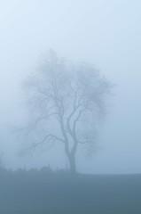 Silhouette of a fog enshrouded tree, Stowe, Vermont, USA