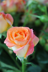 Spring background with blossoming rose buds. Blooming orange, pink and yellow colored flowers. Gift and present for Saint Valentine's Day, International Women's Day, Mother's Day, wedding or date