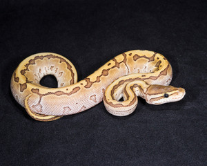 Jigsaw Ball Python