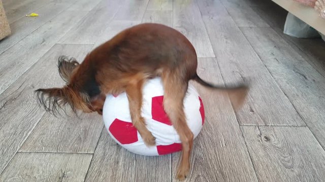 Dog makes funny sex with a toy. A toy is a soccer ball. Legs hang joyfully. Humping dog. Humpy terrier. Dog fucks a soccer ball. The pet gets along with the toy, satisfies its needs.