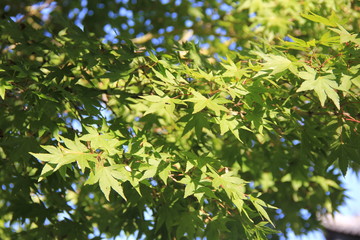 生き生きとしたカエデ