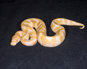 Albino Ball Python