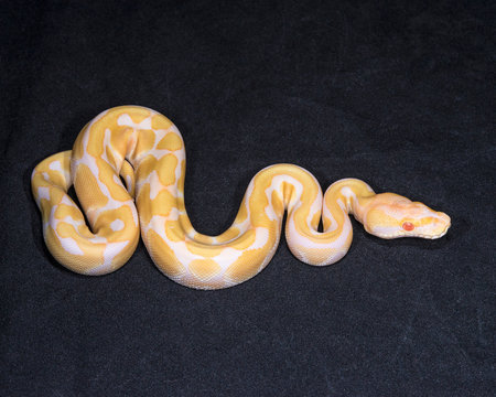 Albino Ball Python
