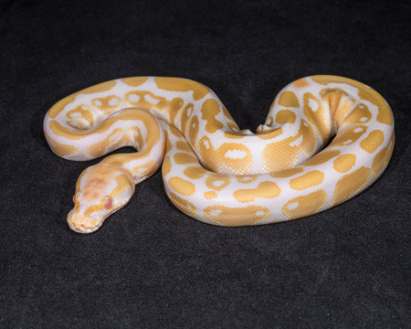Albino Ball Python