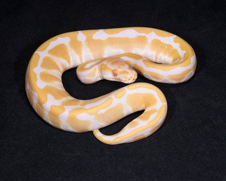 Albino Ball Python