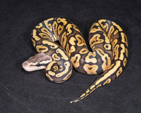 Pastel GHI Ball Python