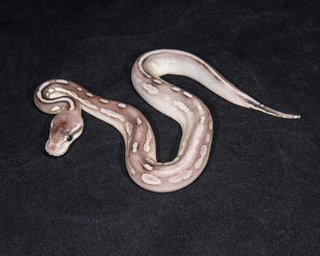 Lesser Pewter Ball Python