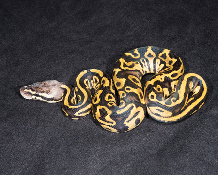 Pastel Ball Python