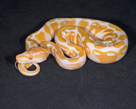 Albino Ball Python