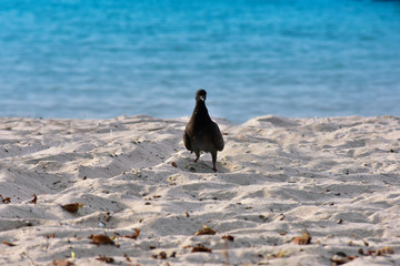  Dove walking on the beach at the seashore
