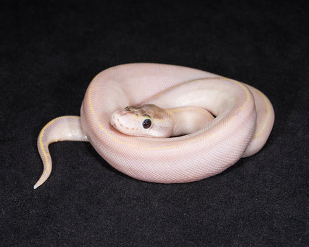 Ivory Ball Python