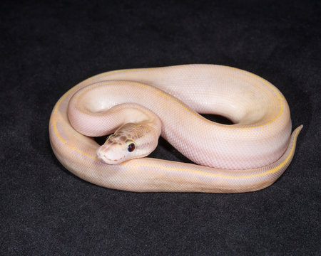 Ivory Ball Python