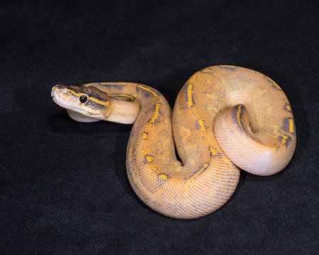 Highway Ball Python