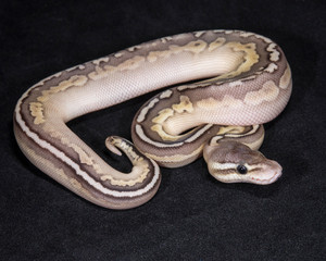 Lesser Pewter Ball Python