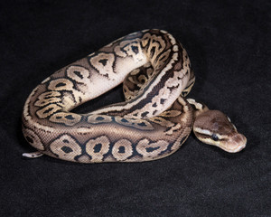 Fototapeta premium Pewter Ball Python