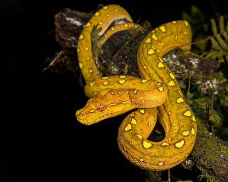Young Green Tree Python on a log