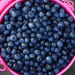 Darkly dark blue berries of a bilberry are in a small pink bucket.