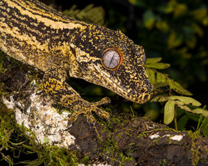 Gargoyle Gecko closeup