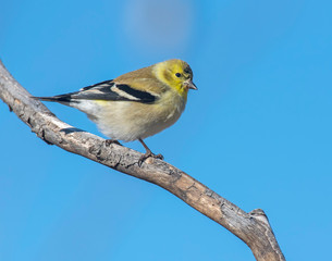 Goldfinch on a perch