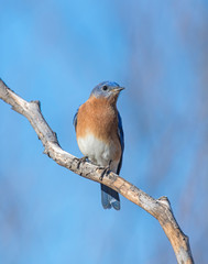 male Eastern Bluebird on a perch