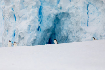 Gentoo penguin on the snow and ice of Antarctica in front of blue ice cave