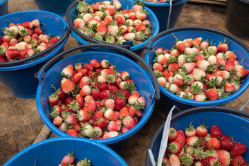 Strawberry field on fruit farm. Berry in pot.
