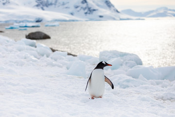 Gentoo penguin on the snow and ice of Antarctica