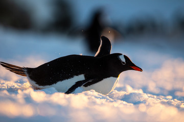 Gentoo penguin on the snow and ice of Antarctica closeup