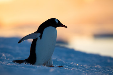 Gentoo penguin on the snow and ice of Antarctica with mountains and yellow orange sky