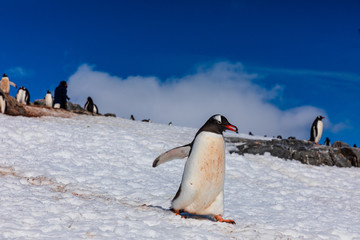 Gentoo penguin on the snow and ice of Antarctica with rock in beak