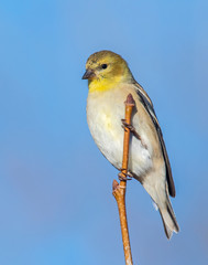 Goldfinch on a perch