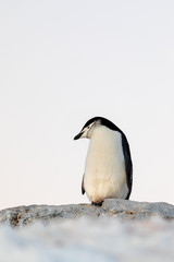 Chinstrap penguin on the snow and ice of Antarctica