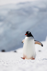 Naklejka premium Gentoo penguin on the snow and ice of Antarctica
