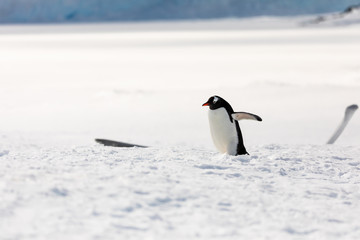 Fototapeta premium Gentoo penguin on the snow and ice of Antarctica