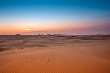 Fototapeta na wymiar Bright desert landscape. Orange sand, a dark sunset blue sky and a pink strip of sunset on the horizon. A chain of traces stretches to the horizon. Stockton Sand Dunes, Anna Bay, Australia