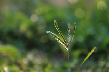 dew on grass