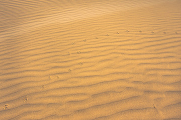 Surface of a sand dune, covered with small ripples of the waves going diagonally. A trace of a small desert animal. Stockton Sand Dunes near the coast, Anna Bay, Australia. Closeup.