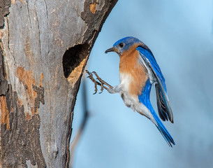Male Eastern Bluebird in flight