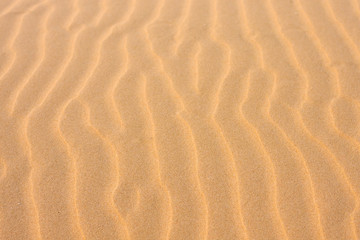 Fototapeta na wymiar Texture, the surface of a sand dune of a yellow shade, covered with small ripples of the waves going vertically. Stockton Sand Dunes near the coast, Worimi Regional Park, Anna Bay, Australia