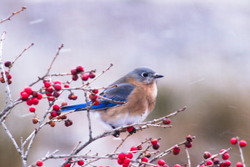 bluebird berries and snow
