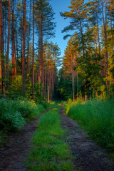Summer Forest scene with Dirt Road