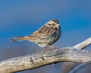 Song Sparrow on a perch