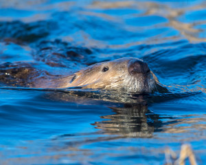 Fototapeta premium Beaver swimming in the water