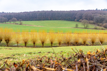 Rund um den Krahforst