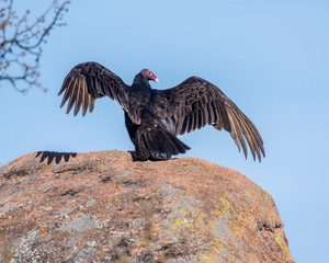 Turkey Vulture drying sts wind while perched on a rock.