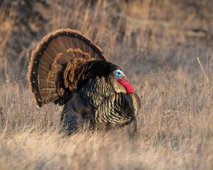 Male Turkey strutting in the Wichita Mountains