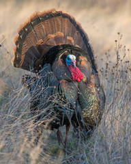 Male Turkey strutting in the Wichita Mountains