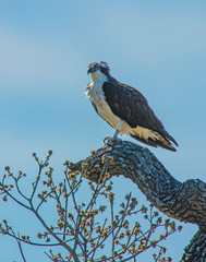 Osprey on a perch