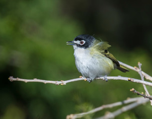 Obraz premium Black-capped Vireo in the Wichita Mountains